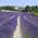 Duft und Farben der Provence