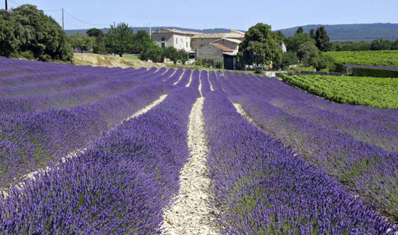 Duft und Farben der Provence