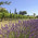 Provence: Welche Reisezeit ist günstig?