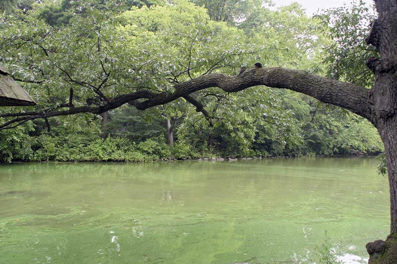 new-york-central-park-baum