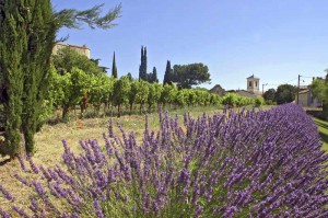 provence