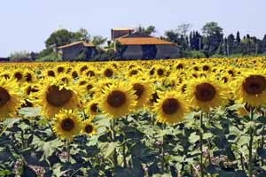 sonnenblumen-der-provence
